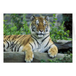 Tiger, Siberian Cards
