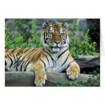 Tiger, Siberian Cards