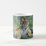 Tiger, Siberian Coffee Mugs