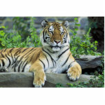 Tiger, Siberian photo sculptures