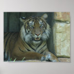 Tiger Smile Poster