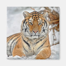 Tiger Snow Magnet