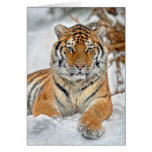Tiger Snow Portrait Cards