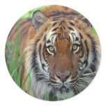 Tiger stickers