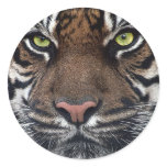 Tiger Round Sticker