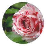 Tiger Stripes Rose