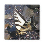 Tiger Swallowtail Butterfly 1 Magnet