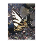 Tiger Swallowtail Butterfly 1 Postcard