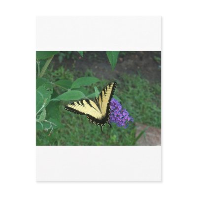 Tiger Swallowtail Butterfly Postcard by DawnsCreations