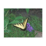 Tiger Swallowtail Butterfly Postcard