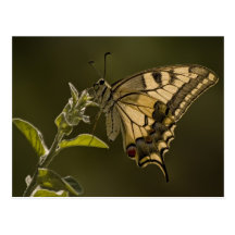 Tiger Swallowtail Butterfly Postcard