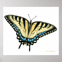 Tiger Swallowtail Butterfly Print