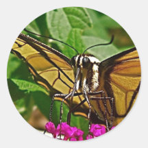 Tiger Swallowtail Butterfly Sticker
