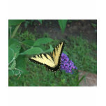 Tiger Swallowtail Butterfly T-shirt