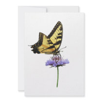 Tiger Swallowtail on Aster