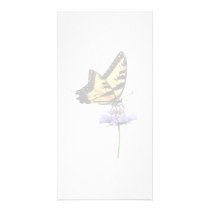Tiger Swallowtail on Aster