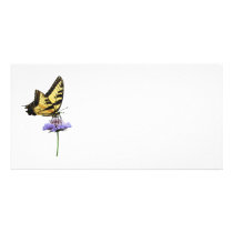 Tiger Swallowtail on Aster
