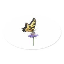 Tiger Swallowtail on Aster