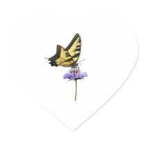 Tiger Swallowtail on Aster