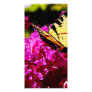 Tiger Swallowtail on Azalea