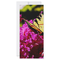 Tiger Swallowtail on Azalea