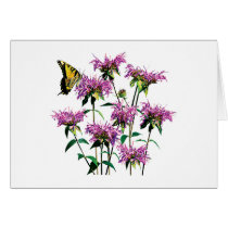 Tiger Swallowtail on Bee Balm