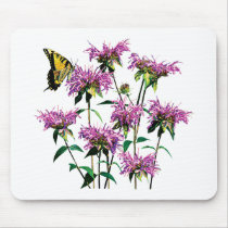 Tiger Swallowtail on Bee Balm