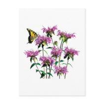 Tiger Swallowtail on Bee Balm