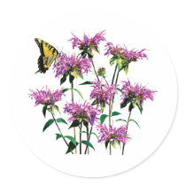 Tiger Swallowtail on Bee Balm