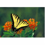 Tiger swallowtail on Butterfly weed photo sculptures