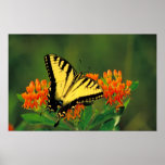 Tiger Swallowtail on Butterfly Weed Poster posters