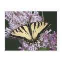 Tiger Swallowtail postcards