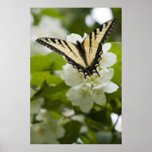Tiger Swallowtail Poster