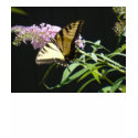 Tiger Swallowtail t-shirts