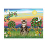 Tiger Tabby Cat 1 - Bright Country postcards