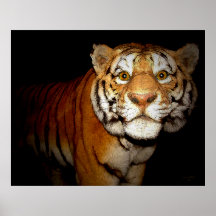 Tiger, Tiger In The Night II Posters