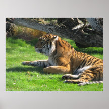 Tiger Tiger Poster