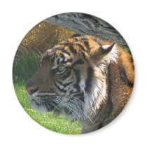 Tiger Tiger magnets