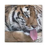 tiger tongue magnets