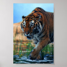 Tiger wading in water poster