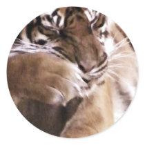 Tiger with a heart_