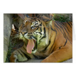 Tiger Yawn cards