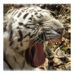 Tiger Yawn Invitation