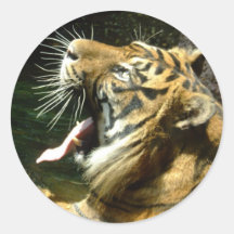 tiger yawn sticker