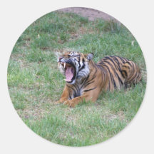 Tiger Yawning Stickers