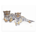 tigercubs postcards