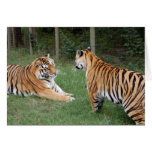 TigerFriends 002