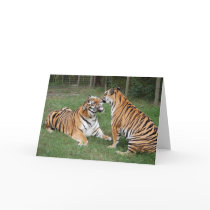 TigerFriends 007