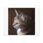 Tigerlily Post Card