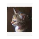 Tigerlily Post Cards